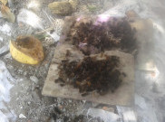 Wabah Ulat Bulu di Depok Menyebar