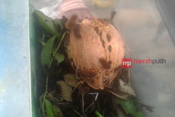 Ribuan Ulat Bulu Serang Warga Kemang Utara