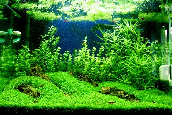 Aquascape Mulai Dilirik Jadi Ladang Bisnis Menggiurkan
