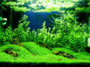 Aquascape Mulai Dilirik Jadi Ladang Bisnis Menggiurkan