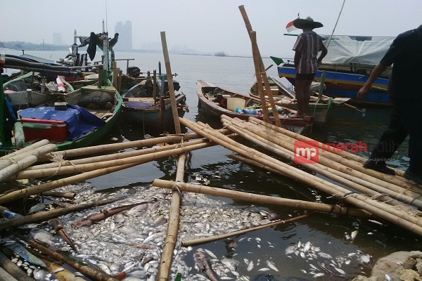 Cerita Penjaga Keamanan Ancol Soal Limbah dan Jutaan Ikan Mati