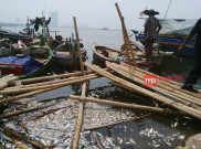 Tiga Hal Penyebab Matinya Jutaan Ikan di Teluk Jakarta 
