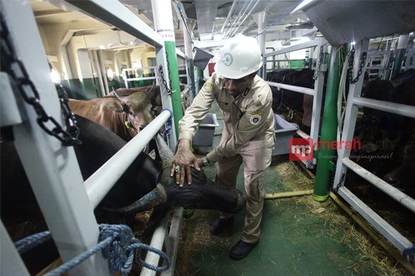Paket Kebijakan IX, Pemerintah Perluas Negara Pemasok Impor Sapi 