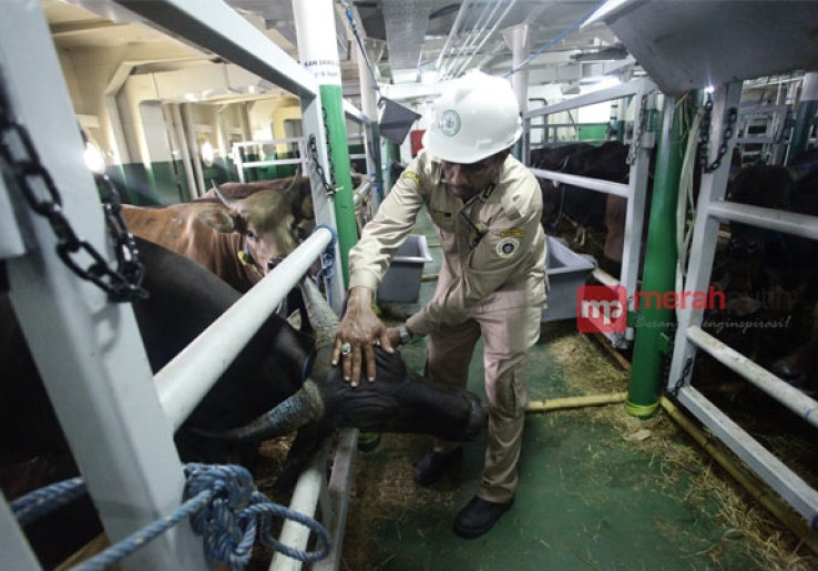 Paket Kebijakan IX, Pemerintah Perluas Negara Pemasok Impor Sapi 
