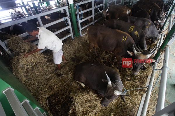 Pemerintah Disarankan Kembangkan Kawin Silang Sapi Impor dengan Lokal
