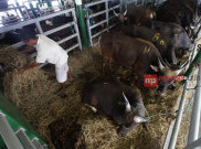 Swasembada Daging Sapi Terkesan Dipaksakan