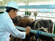 'Daging Seharga Rp80 Ribu/Kg Itu Sebenarnya Jeroan Impor dari Australia'