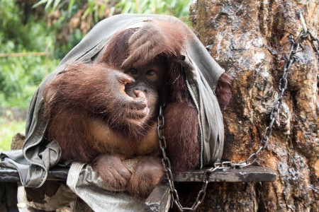 Nasib Orangutan di Kalimantan