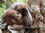Nasib Orangutan di Kalimantan