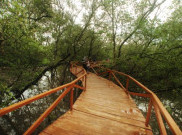 Wisata Edukasi Hutan Mangrove di Pangandaran