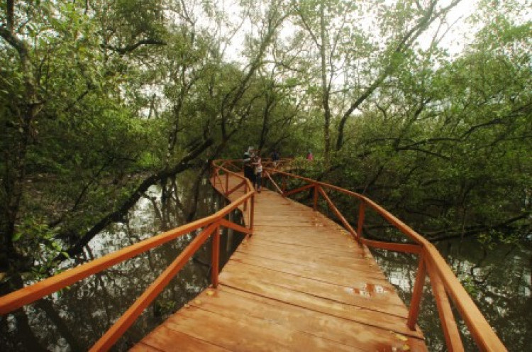 hutan mangrove pangandaran