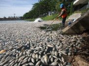 Lagi, Ribuan Ikan Mati Mendadak di Jakarta