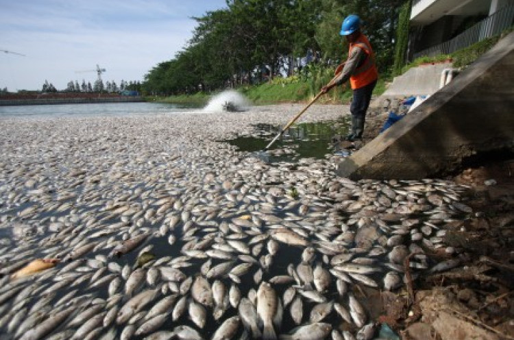 Lagi, Ribuan Ikan Mati Mendadak di Jakarta
