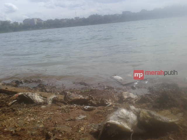 Danau Perumahan Citra Garden City Masih Bau Bangkai Ikan