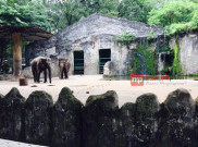 Kebun Binatang Ragunan Diramaikan Pengunjung Luar Pulau