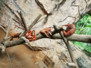 Ramai Pengunjung, Pengelola Ragunan Kerjasama dengan Pihak Kepolisian