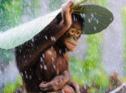 Orangutan Kehujanan Jadi Pemenang Kontes Foto National Geographic