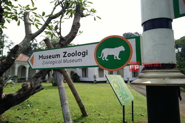 Tulang Ikan Hiu, Favorit Pengunjung Museum Zoologi