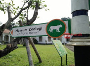 Tulang Ikan Hiu, Favorit Pengunjung Museum Zoologi