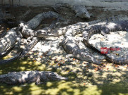 Bertarung dengan Buaya di Bekasi