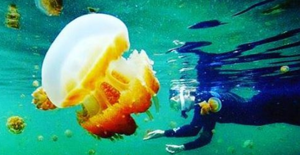 Yuk Selfie Bareng Ratusan Ubur-Ubur Jinak di Pulau Kakaban