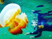 Yuk Selfie Bareng Ratusan Ubur-Ubur Jinak di Pulau Kakaban