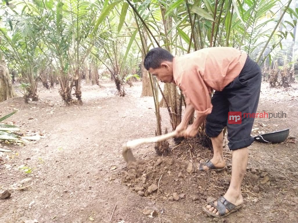 Kepedulian Warga Pada Perkebunan Salak Condet