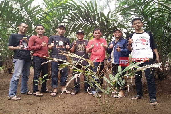 Akik Pandan Batu Khas Jawara Betawi