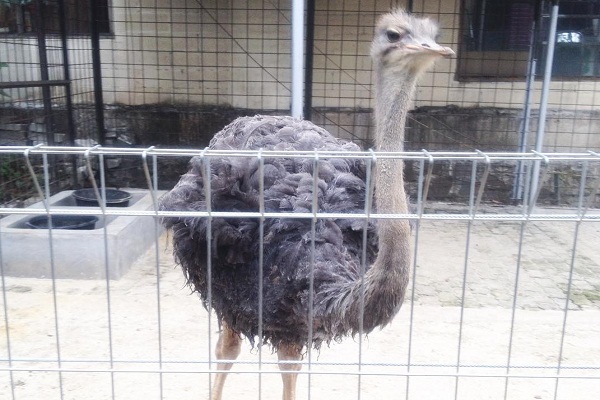 Lebih Dekat Mengenal Burung Unta di Godong Ijo Depok