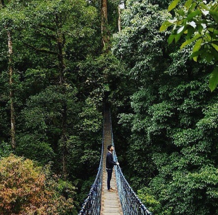 Sensasi Canopy Trail Taman Nasional Gunung Halimun Salak