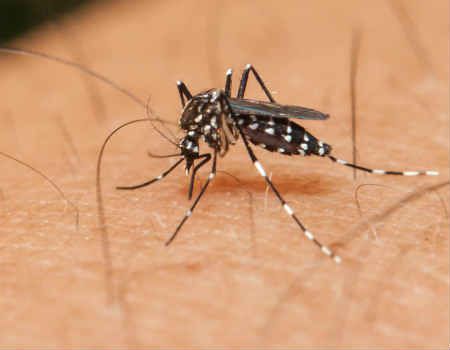 WHO: Ancaman Virus Zika Semakin Mengkhawatirkan