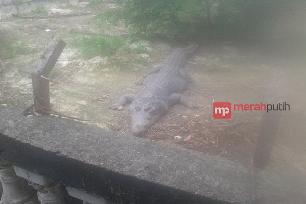 Duka Seorang Pawang di Taman Buaya Indonesia Jaya