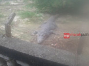 Duka Seorang Pawang di Taman Buaya Indonesia Jaya