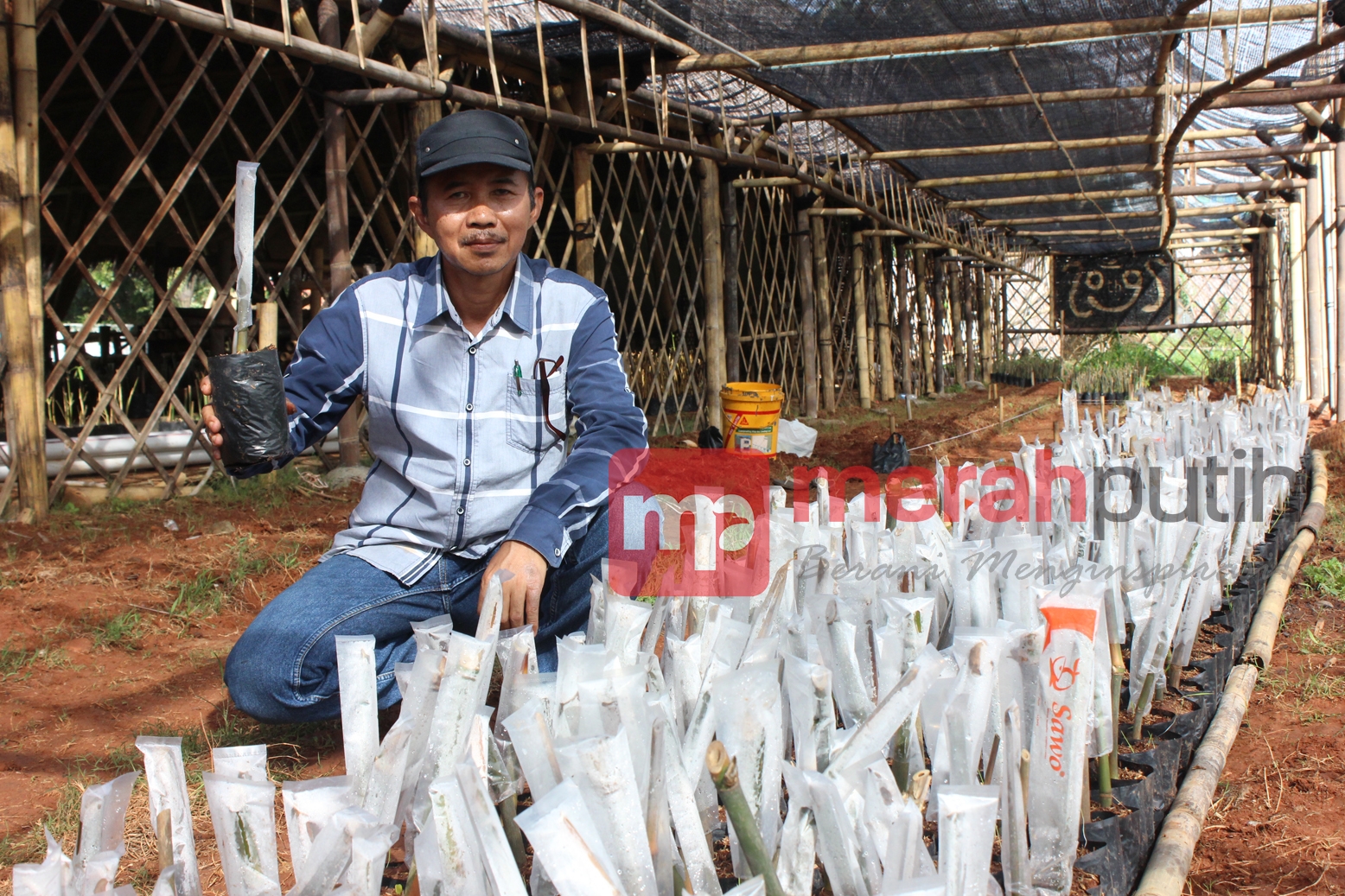Budidaya Bambu, Berbisnis Sekaligus Menjaga Keseimbangan Alam 