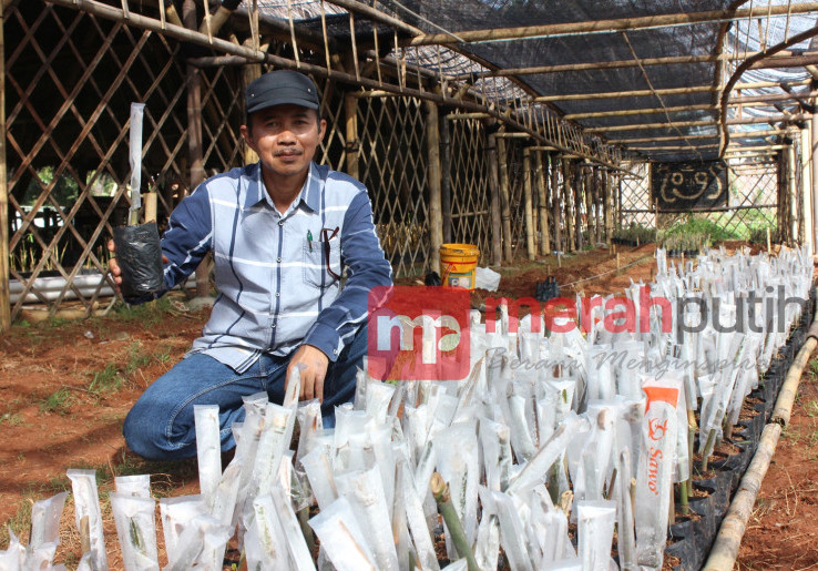 Budidaya Bambu, Berbisnis Sekaligus Menjaga Keseimbangan Alam 