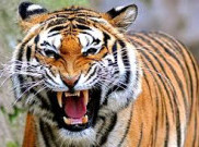 Jawa Tengah Akan Bangun Taman Safari Jateng Park 2017