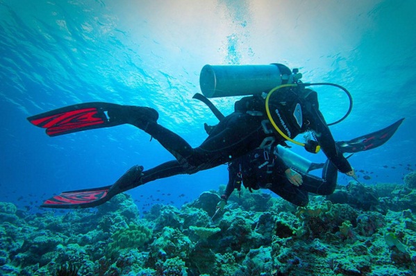 Taman Nasional Wakatobi Surganya Wisata Bawah Laut