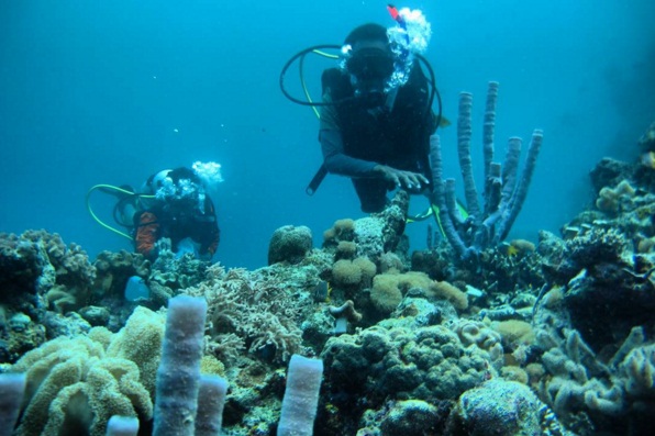 Pulau Hoga Wakatobi Wisata Laut Terindah di Dunia