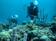Pulau Hoga Wakatobi Wisata Laut Terindah di Dunia
