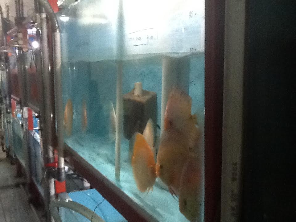 Bisnis Ikan Discus Online, Yanuar Thio Raup Puluhan Juta Rupiah
