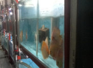 Bisnis Ikan Discus Online, Yanuar Thio Raup Puluhan Juta Rupiah