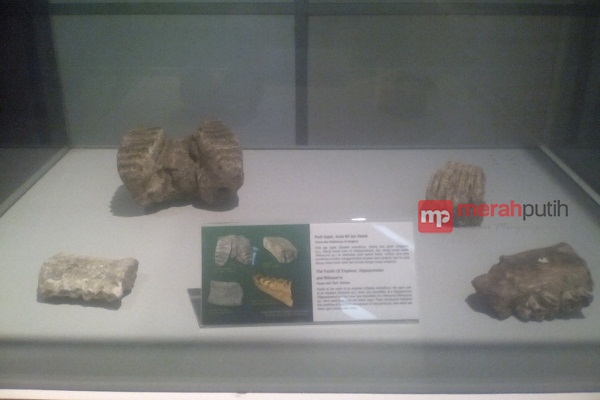 Ada Fosil Kuda Nil di Museum Nasional