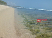 Yuk Main dengan Biota Laut di Pantai Sepanjang Gunungkidul