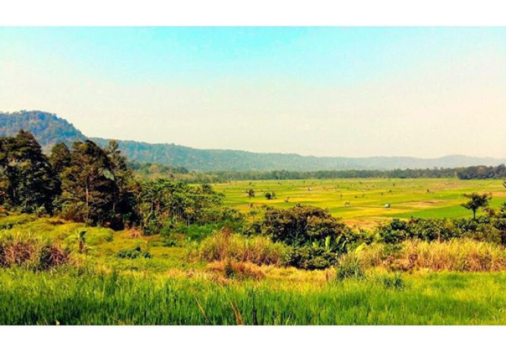 Rawa Danau, Hutan Air Tawar Terluas di Jawa