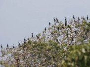 Pulau Dua Surga Ribuan Burung Migran di Banten