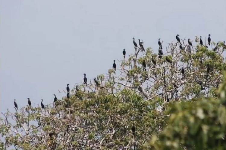 Pulau Dua Surga Ribuan Burung Migran di Banten