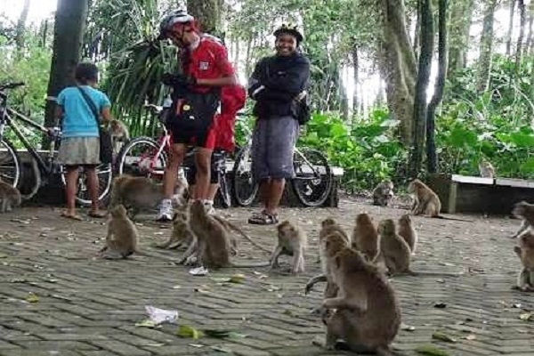 Serunya Berinteraksi dengan Ratusan Kera di Hutan Lindung Solear