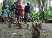 Serunya Berinteraksi dengan Ratusan Kera di Hutan Lindung Solear