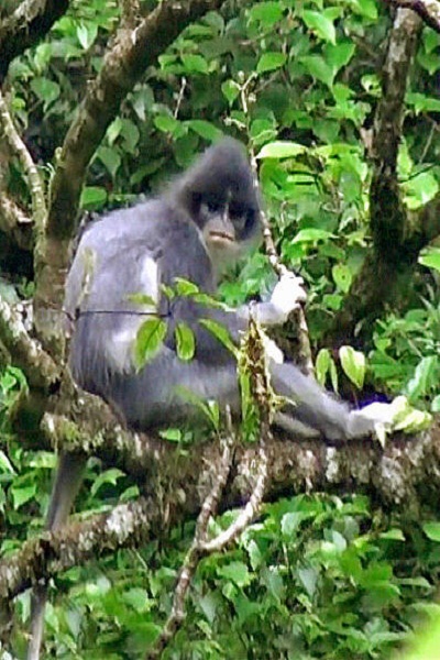 Surili Primata Terancam Punah di Taman Nasional Ujung Kulon