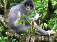 Surili Primata Terancam Punah di Taman Nasional Ujung Kulon